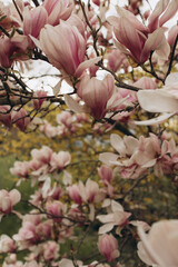 Pink magnolia flowers blooming on branches in spring © Daria Сhu