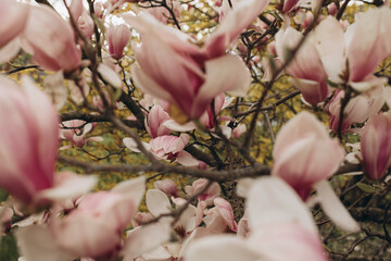 Pink magnolia flowers blooming on branches in spring © Daria Сhu