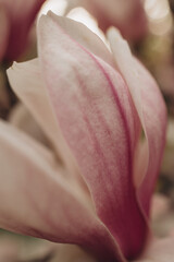 Close up of delicate pink and white magnolia flower petals © Daria Сhu