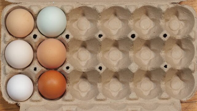 Colorful Farm Fresh Eggs Fill Carton in Stop Motion