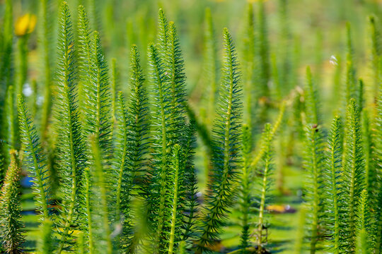 Selective focus of lush green leaves plant in the pond, Hippuris vulgaris, known as mare's tail is a common aquatic flowering plant in the family Plantaginaceae, Natural greenery pattern background.