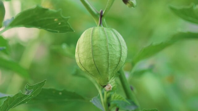 Unripe Tomatillo Growing in Papery Husk Close Up