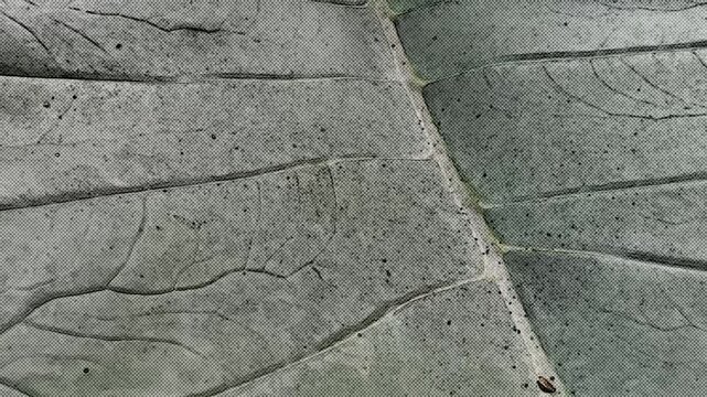 Close up footage of a swaying cosmic mode leaf texture. Smooth motion of botanical veins, abstract nature pattern, dark mood aesthetic, background loop element.
