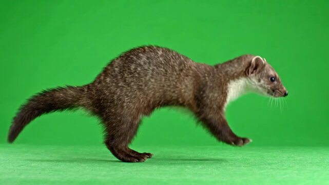 weasel executing a clean short jump from a stationary position against a seamless bright green chroma key background