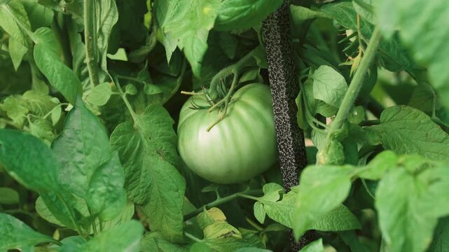 Large Unripe Brandywine Tomato Growing on Vine Slow Zoom In