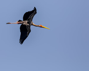 Naklejka premium Painted Storks