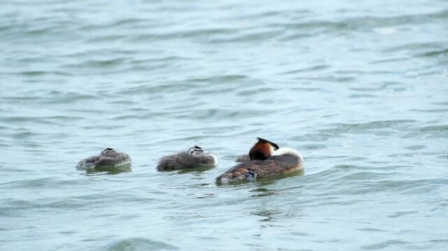A great crested grebe sleeps with its chicks, bobbing on gentle waves in open water within its natural freshwater habitat.