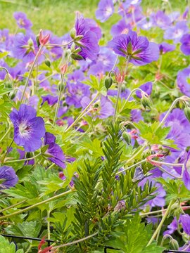 lush garden display of purple cranesbill flowers, geranium sylvaticum