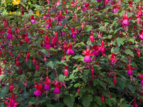 hardy fuchsia in dappled sunlight blooming profusely - red with some coral red parts and red-violet parts
