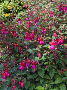 hardy fuchsia blooming profusely - a large garden plant