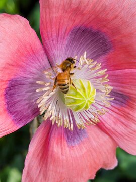 a bee gathering pollen on the center of a pink poppy with purple accents