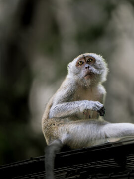 View of a long-tailed macaque sitting on a metal structure at the Batu Caves, looking upwards with a curious expression in Batu Caves, Selangor, Malaysia.