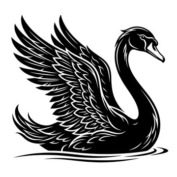 Elegant black swan swimming with raised wings detailed vector graphic illustration waterfowl illustration isolated engraving monochrome
