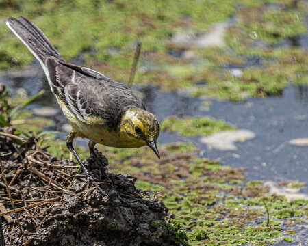A Yellow wagtail