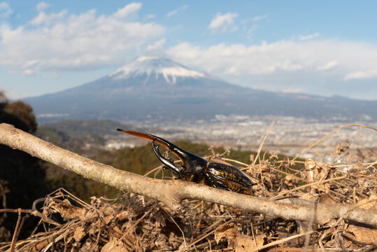 A Hercules beetle on a branch against a scenic, blurred background of Mount Fuji and town in Fujinomiya, Shizuoka, Japan. Horizontal shot.