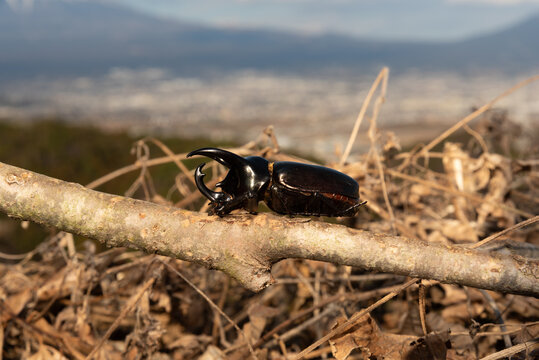 A Japanese Rhinoceros Beetle (Allomyrina dichotoma) resting on a branch against a blurred background in Shizuoka, Japan.