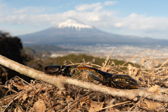 A Hercules beetle (Dynastes hercules) and a Japanese rhinoceros beetle (Allomyrina dichotoma) interact on a branch against a blurred Mount Fuji background in Shizuoka, Japan.