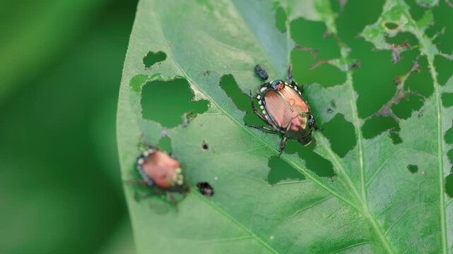 Japanese Beetles Feeding on Sweet Potato Leaf