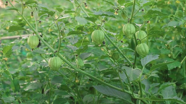 Abundant Tomatillos Growing on Thriving Garden Plant