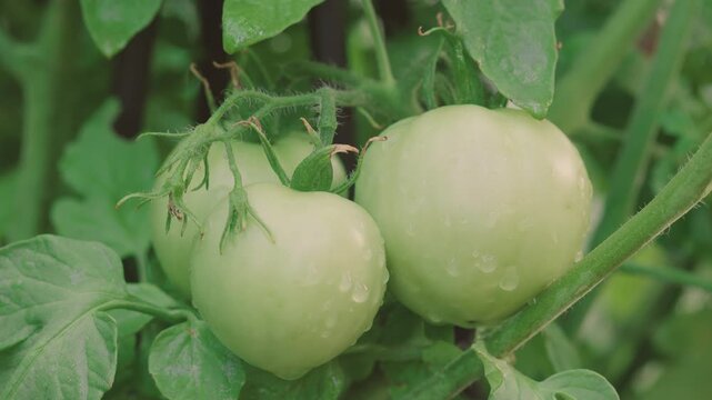 Unripe Green Tomatoes Growing on Vine Closeup