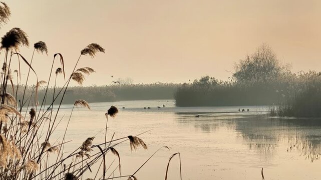 Sunrise over lake with ducks and reed plants in warm haze, wildlife nature concept. Lake water reflects light softly, lake scene tranquil with birds and natural environment in early morning setting