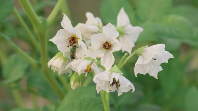 Potato Flowers with Pollinating Bee in Vegetable Garden