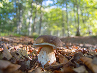 A mushroom on leaf litter, with trees in the background, in autumn © Itsaso