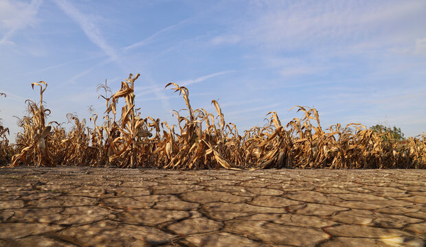 drought Agricultural dried corn plantation drought; concept of drought limate impact on agriculture Severe drought crop failure concept dry parched earth in a dead agricultural field Cracked land soil