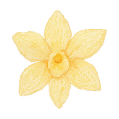 Fototapeta premium PNG Yellow flower watercolor illustration