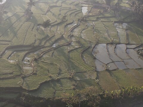 Yogyakarta, Special Region of Yogyakarta, Indonesia - 06 August 2026: Aerial view of terraced rice fields with lush green vegetation and water-filled paddies.