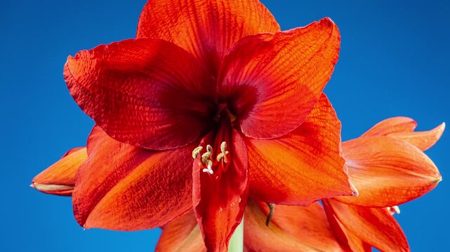 Red Hippeastrum Opens Flower in Time Lapse on a Blue Background. Growth of Orange Amaryllis Flower Buds. Perfect Blooming Houseplant in Spring