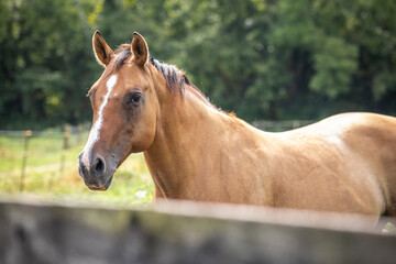 Horses in a large, green field © Jenny