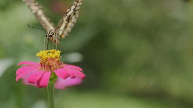 Close-up macro footage of a spotted butterfly perching and feeding on a pink zinnia flower in a lush green garden.	