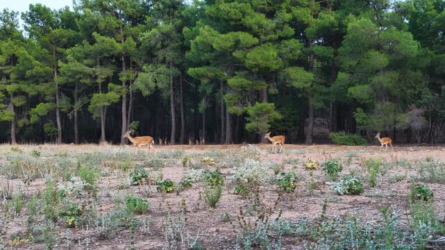 A graceful herd of deer walking peacefully along the edge of a lush pine forest, capturing beautiful wildlife and serene nature elements.