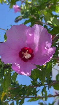 Beautiful tropical pink Hibiscus blooming under a blue sky in summer garden