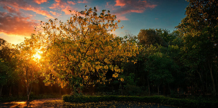 Golden sunset shining through flowering tree in a peaceful park
