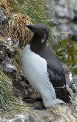Guillemot de Troïl © JAG IMAGES