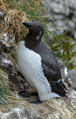 Guillemot de Troïl © JAG IMAGES