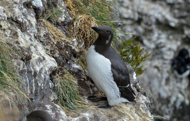Guillemot de Troïl © JAG IMAGES