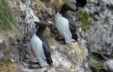 Guillemot de Troïl © JAG IMAGES