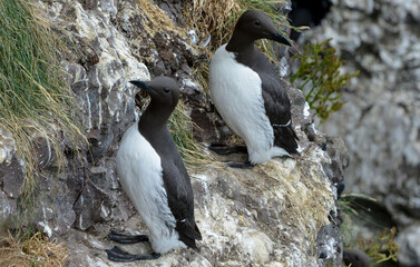 Guillemot de Troïl © JAG IMAGES