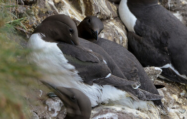 Guillemot de Troïl © JAG IMAGES