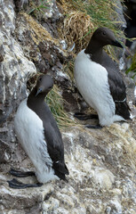 Guillemot de Troïl © JAG IMAGES