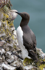 Guillemot de Troïl © JAG IMAGES