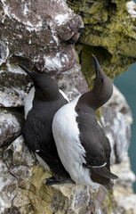 Guillemot de Troïl © JAG IMAGES