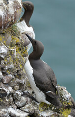 Guillemot de Troïl © JAG IMAGES