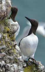 Guillemot de Troïl © JAG IMAGES