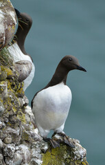 Guillemot de Troïl © JAG IMAGES