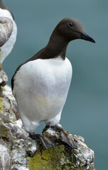 Guillemot de Troïl © JAG IMAGES