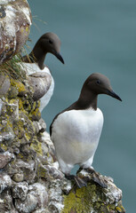Guillemot de Troïl © JAG IMAGES